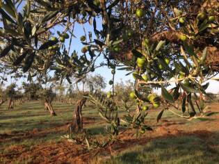 Campi Liberi – 17/23 ottobre 2016