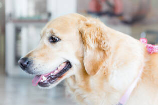 Gli Amici della Fattoria al Ronchettino di Brescia