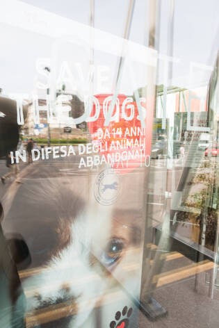 Save the Dogs and other Animals al Gate – 05 luglio 2016