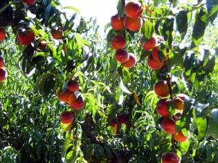 Visite ai fornitori – Volpedo Frutta - 7 luglio 2017 (3)