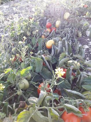 Campi liberi a San Giuseppe Jato dal 3 al 9 settembre 2018 (17)