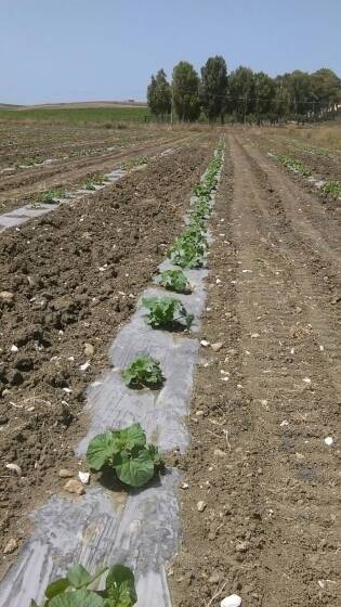 Chi semina raccoglie… i frutti di una terra libera dalle mafie