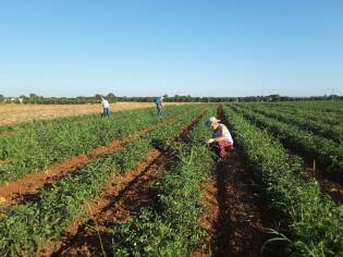 Campi Liberi luglio 2017 - Puglia (15)