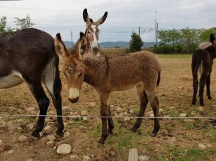 Visita all’azienda agricola Asine di Balaam - 9 settembre 2017