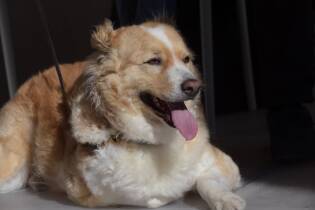 Human Dog 2019 nuovo grande successo per l'inaugurazione (15)