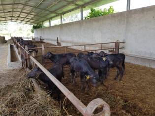 Campi Liberi a Castel Volturno – Dall’1 al 7 luglio 2018