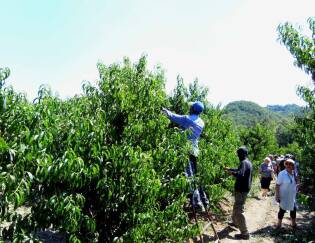 Visite ai fornitori – Volpedo Frutta - 7 luglio 2017 (6)