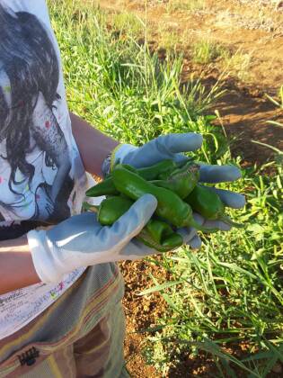 Campi Liberi luglio 2017 - Puglia (29)