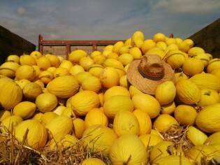 Chi semina raccoglie… i frutti di una terra libera dalle mafie