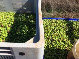 Campi Liberi – 17/23 ottobre 2016