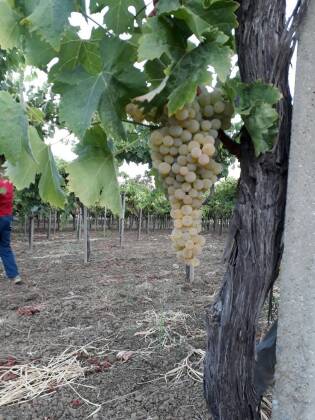 Campi Liberi in Sicilia – 04-10 settembre (3)