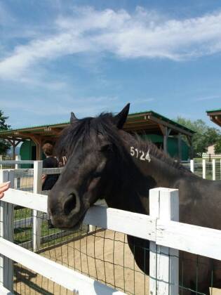 Visite ai fornitori - Giugno 2017 - Rosa dell'Angelo - Sagem 3