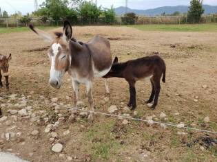 Visita all’azienda agricola Asine di Balaam - 9 settembre 2017