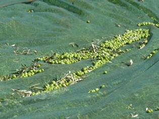 Campi Liberi – 24/30 ottobre 2016