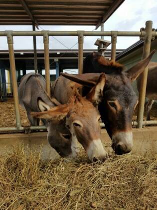 Visita all’azienda agricola Asine di Balaam - 9 settembre 2017