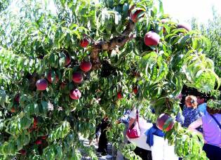 Visite ai fornitori – Volpedo Frutta - 7 luglio 2017 (4)