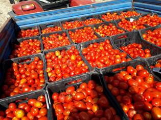 Campi liberi a San Giuseppe Jato dal 3 al 9 settembre 2018 (19)