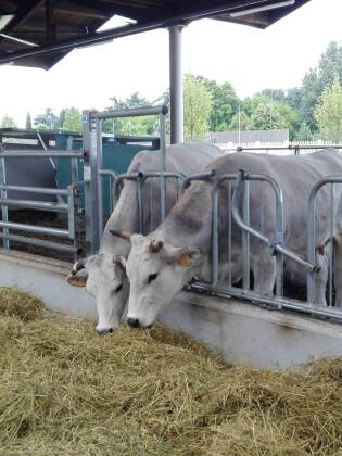 Visita ai laboratori Coop e a FICO Eataly World - 5 giugno 2018 (12)