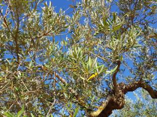 E!state Liberi il primo campo del 2017 - 12 giugno 2017 (18)