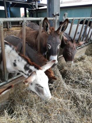 Visita all’azienda agricola Asine di Balaam - 9 settembre 2017