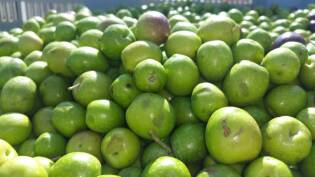 Campi Liberi – 17/23 ottobre 2016