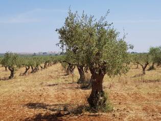 E!state Liberi il primo campo del 2017 - 12 giugno 2017 (13)