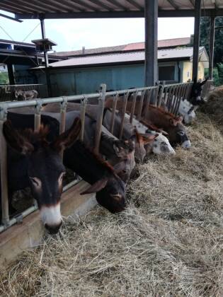 Visita all’azienda agricola Asine di Balaam - 9 settembre 2017