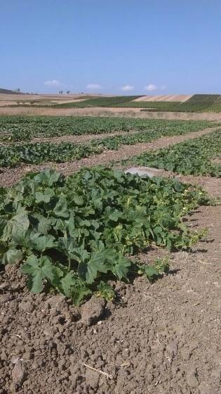 Chi semina raccoglie… i frutti di una terra libera dalle mafie