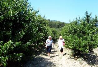 Visite ai fornitori – Volpedo Frutta - 7 luglio 2017 (7)