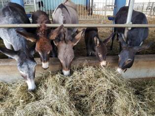 Visita all’azienda agricola Asine di Balaam - 9 settembre 2017