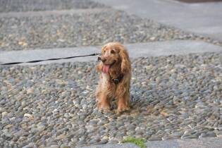 Human Dog 2019 nuovo grande successo per l'inaugurazione (9)