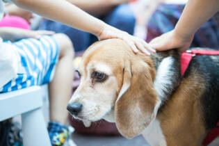 A Vignate premiazione concorso fotografico "eState con loro" - 18 settembre 2016