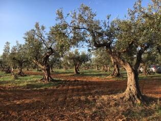 Campi Liberi – 17/23 ottobre 2016