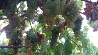 Campi Liberi in Sicilia – 28 agosto 03 settembre (3)