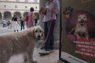 mondino.HumanDog.150