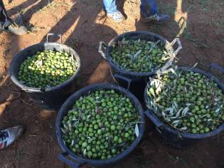 Campi Liberi – 17/23 ottobre 2016