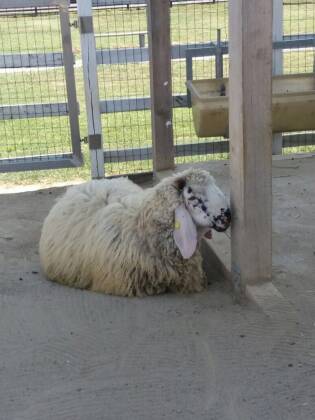 Visite ai fornitori - Giugno 2017 - Rosa dell'Angelo - Sagem 4