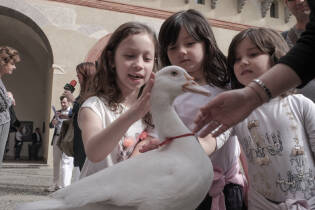 mondino.HumanDog.153