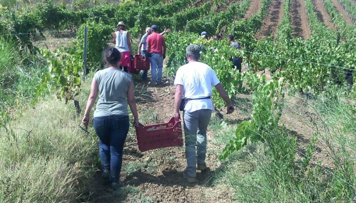 Campi Liberi - riflessioni di Serena Ronzani