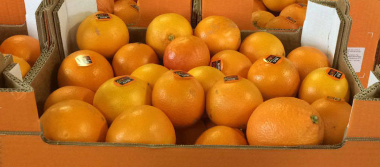 Dal 3 febbraio una spremuta di g(i)usto con Libera Terra