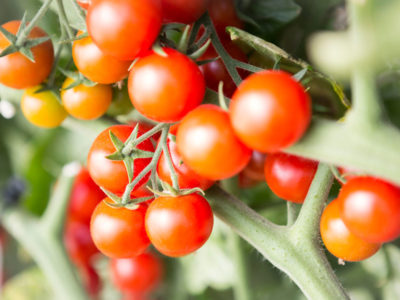 Arriva la rivoluzione del pomodoro Origine Coop