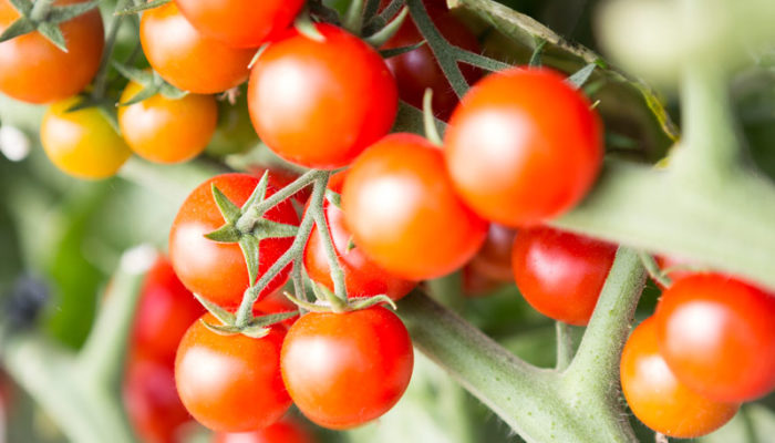 Arriva la rivoluzione del pomodoro Origine Coop