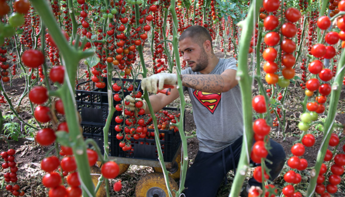 Buoni e giusti: scegli i frutti della legalità