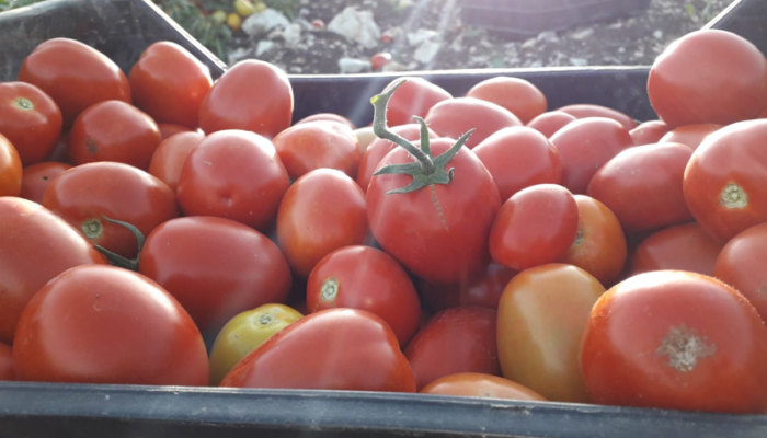 Campi liberi a San Giuseppe Jato: dal 3 al 9 settembre 2018
