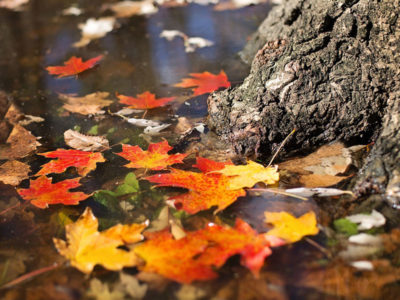 Consumatori: ecco un'anteprima del numero di novembre