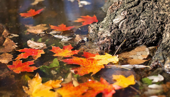 Consumatori: ecco un'anteprima del numero di novembre