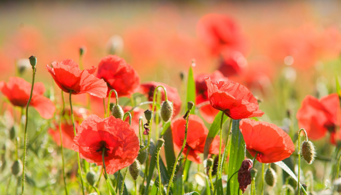 Color Earth: rigenerazione urbana e community art