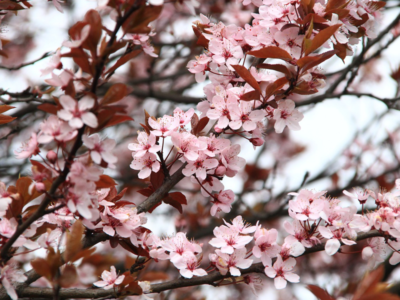 Consumatori: ecco un'anteprima del numero di marzo