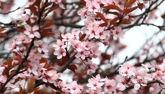 Consumatori: ecco un'anteprima del numero di marzo