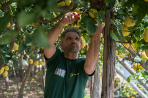 Prodotti Coop: il limone Costa d’Amalfi Fiorfiore Coop